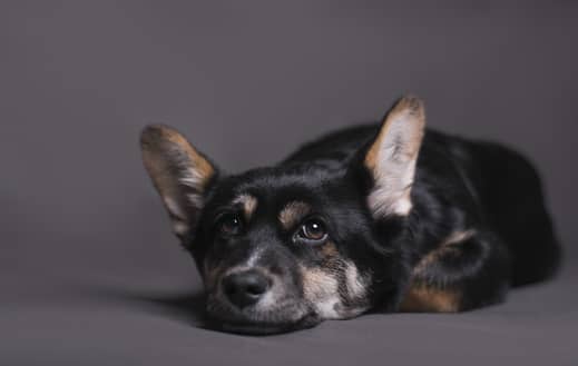 5 Tips for Calming an Anxious Dog Down - Healthy Dog World