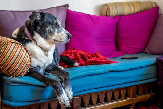 How to Keep Senior Dogs Active and Healthy - Healthy Dog World