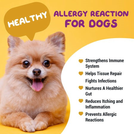 dog supplements for allergies