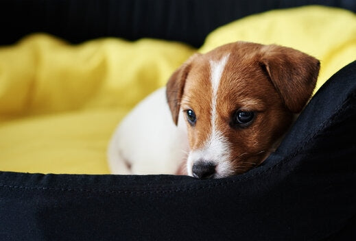 7 Signs Your Dog Has Anxiety - Healthy Dog World